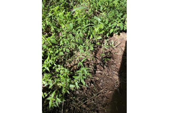 Circaea-achtige galopina