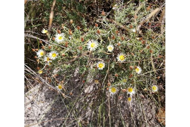 Gebogen strobloem Gebogen strobloem