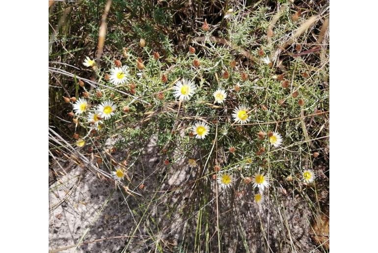 Helichrysum reflexum 5905
