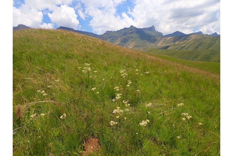 Helichrysum rugulosum 5906