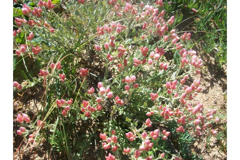 Helichrysum stellatum 5908