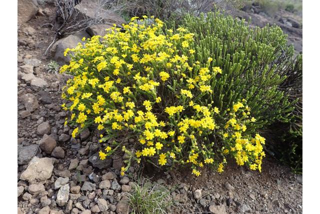 Candolle's euryops