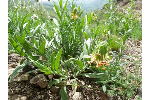 Flanagan's Glumicalyx