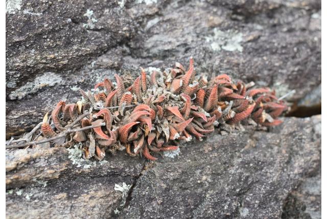 Ruwe haworthia Ruwe haworthia
