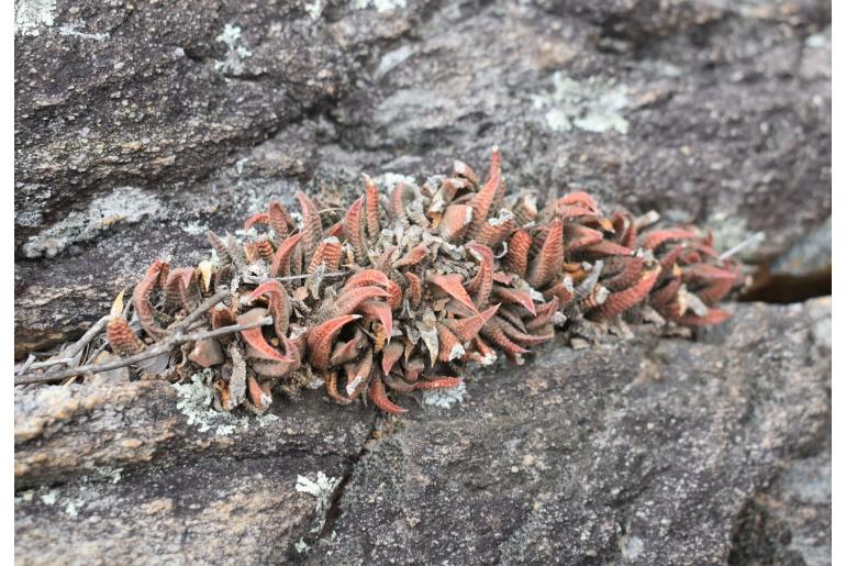 Haworthiopsis scabra 5915