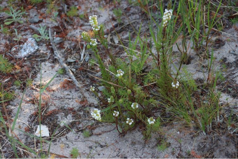 Hebenstretia dentata -5916