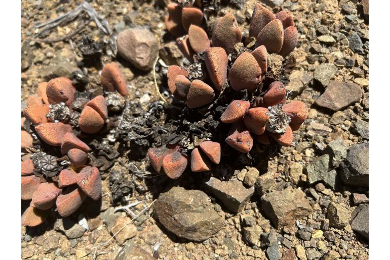 Pleiospilos compactus -5920