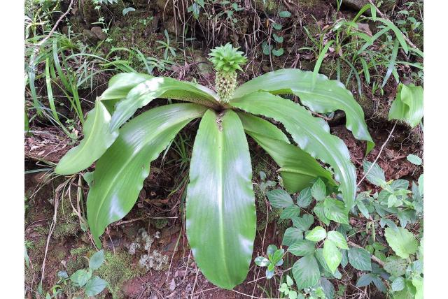 Ananasplant