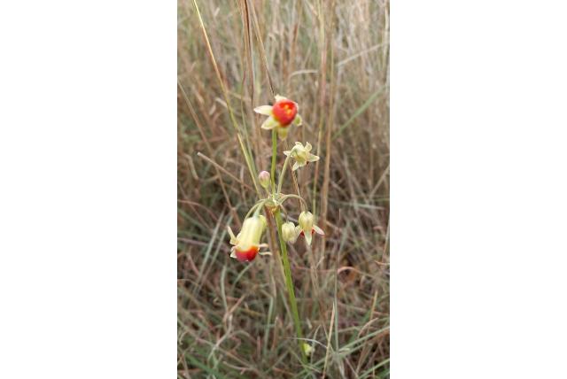 Knikkende wilde knoflook