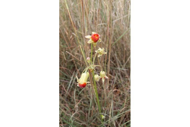 Tulbaghia cernua&nbsp;5926