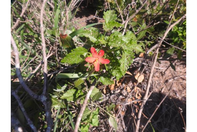 Overziene hibiscus