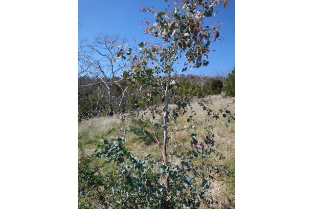 Morrisby's Eucalyptus Morrisby's Eucalyptus