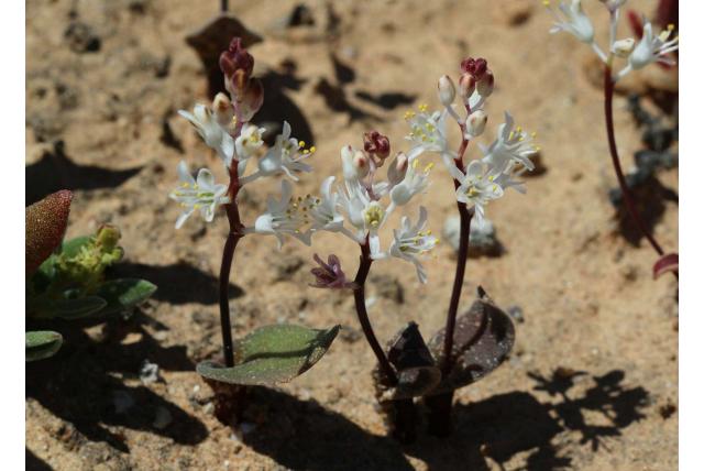 Angelika Rusch's lachenalia