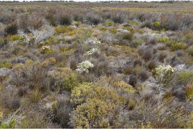 Dichtgebloeide lachnaea