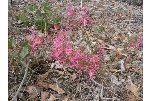 Nerine met draadachtig blad
