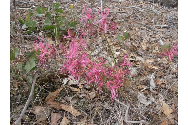 Nerine filifolia -5941