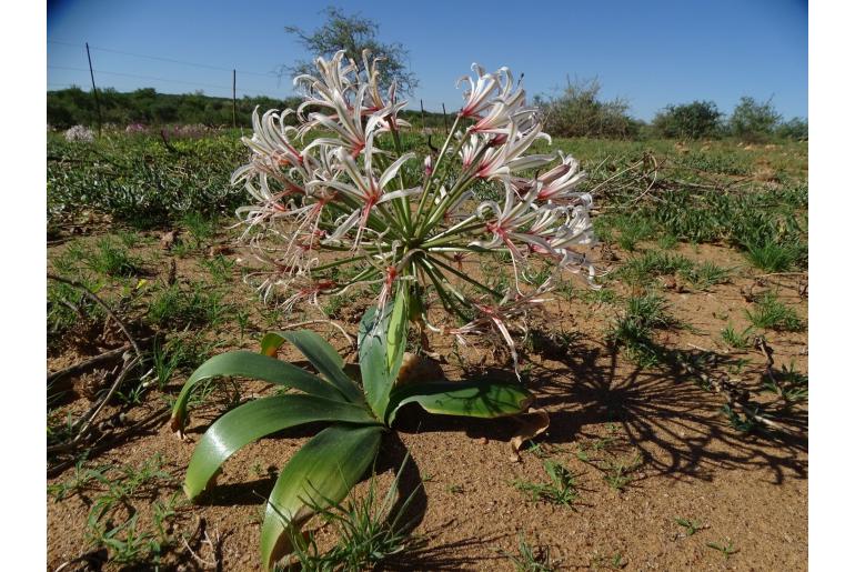 Nerine laticoma -5942