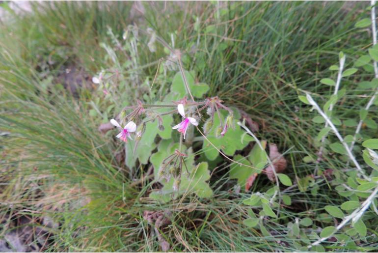 Pelargonium tomentosum 5945