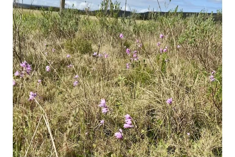 Ixia micrandra 5946