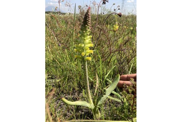 Arbuthnot's lachenalia