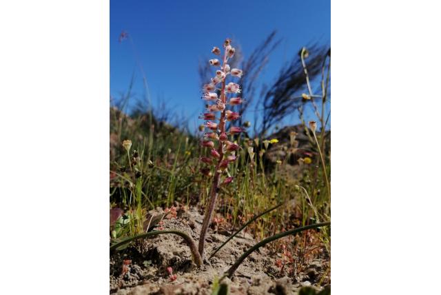 Rietblad lachenalia Rietblad lachenalia