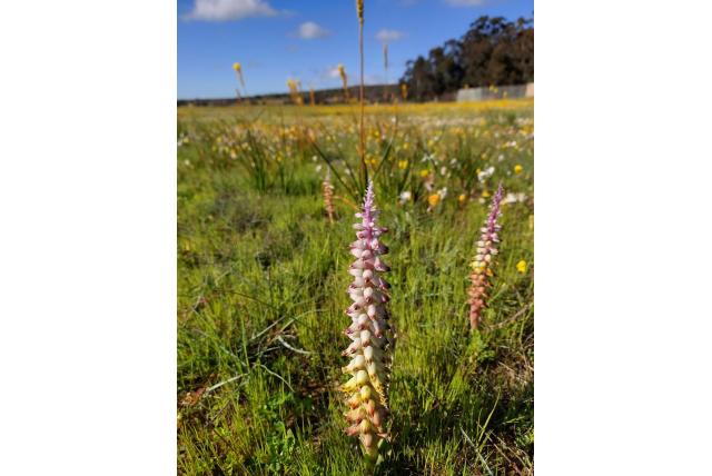 Bontviooltje Bontviooltje