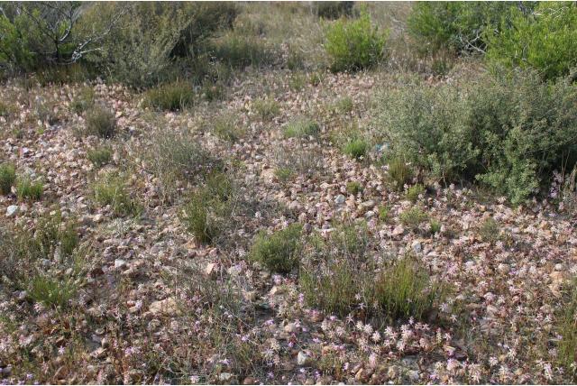 Stayner's lachenalia