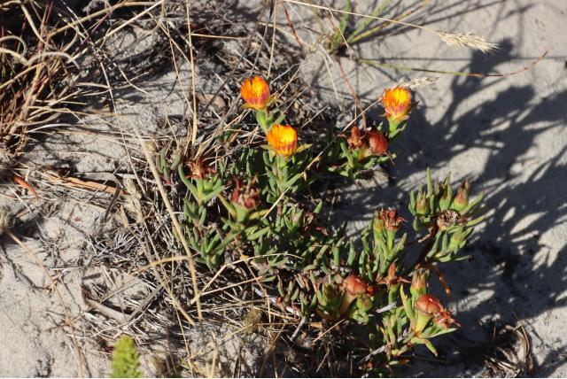 Tweekleurige lampranthus