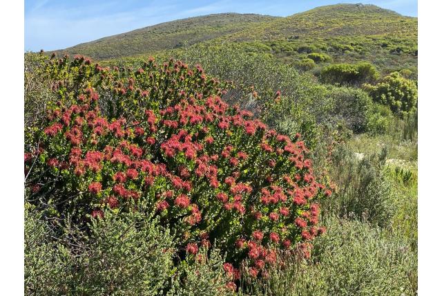 Paterson's Leucospermum Paterson's Leucospermum