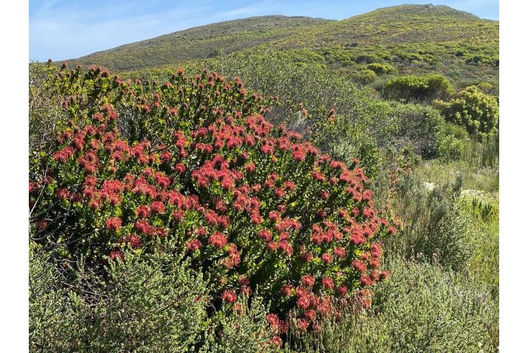 Leucospermum patersonii 5976