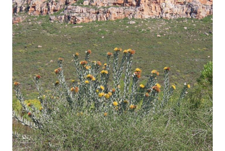 Leucospermum rodolentum 5977