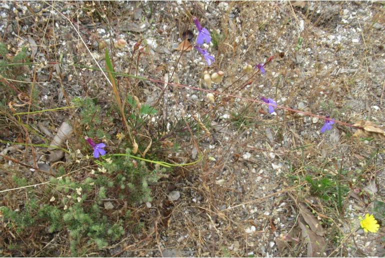 Lobelia chamaepitys -5980