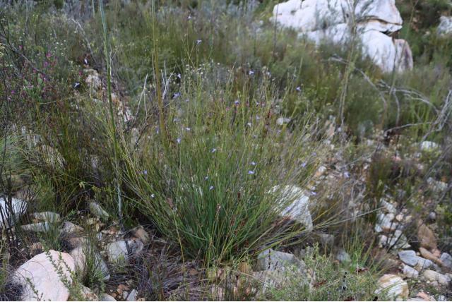 Lineaire lobelia