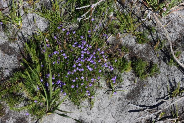 Borstelige lobelia