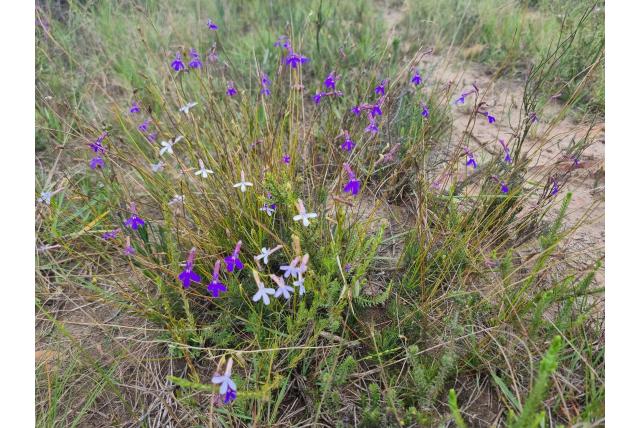 Wollige lobelia