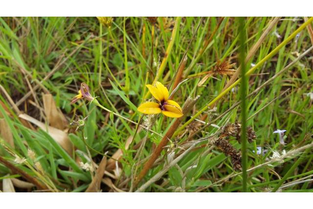 Ruwe monopsis