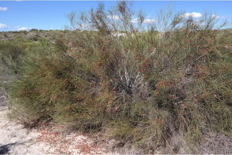 Muraltia scoparia -5994