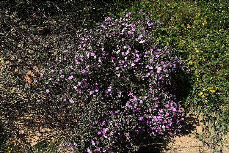 Oscularia cedarbergensis 5998