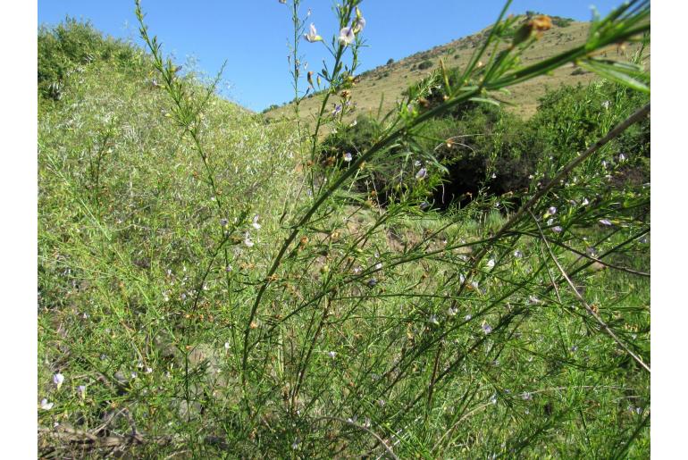Psoralea oligophylla -6010