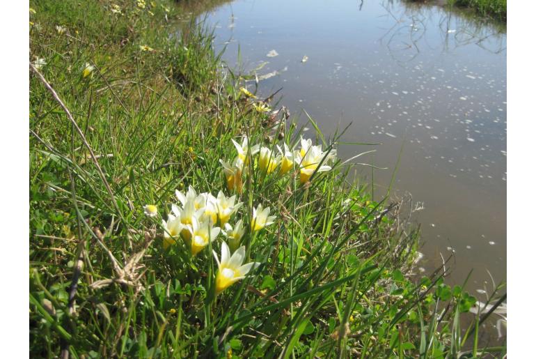 Romulea leipoldtii -6018