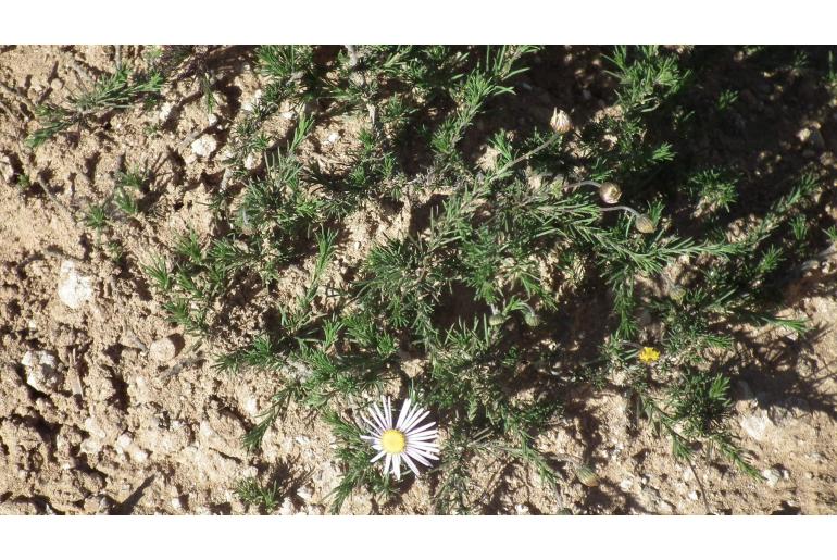 Felicia fascicularis&nbsp;6021