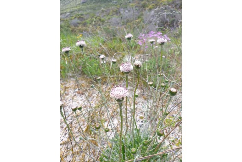 Bolandia elongata -6023