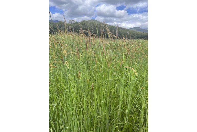 Setaria sphacelata -6024
