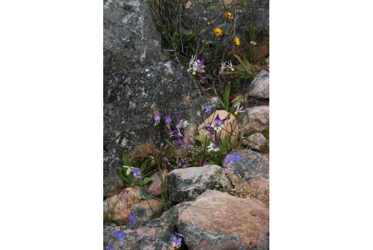 Sparaxis metelerkampiae -6026