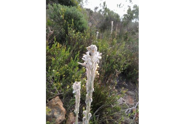 Trachyandra met harig blad
