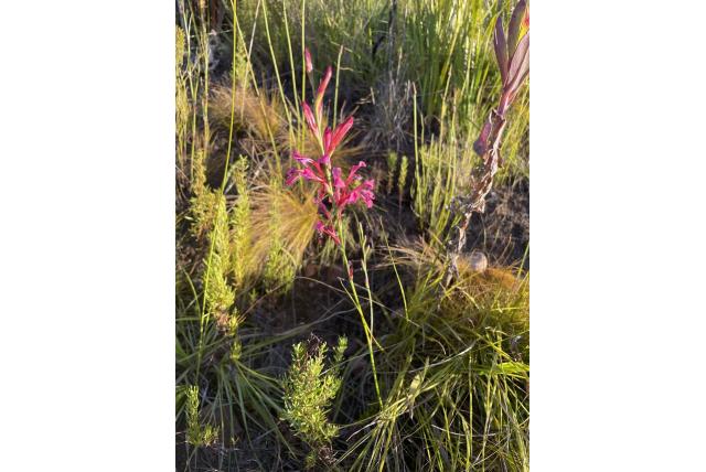 Vertakte tritoniopsis