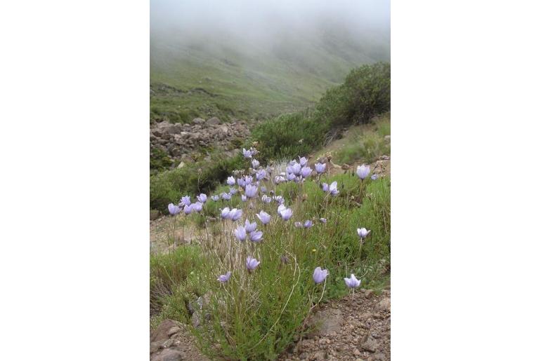 Wahlenbergia cuspidata 6036