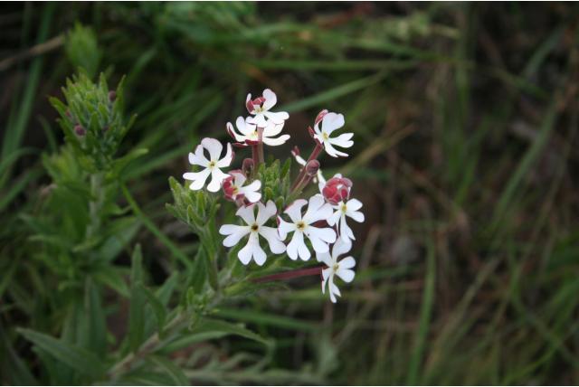 Schutblad Zuidelijke Lila