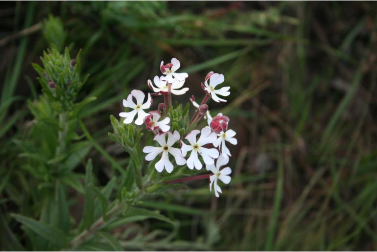 Zaluzianskya spathacea Zaluzianskya spathacea -6047
