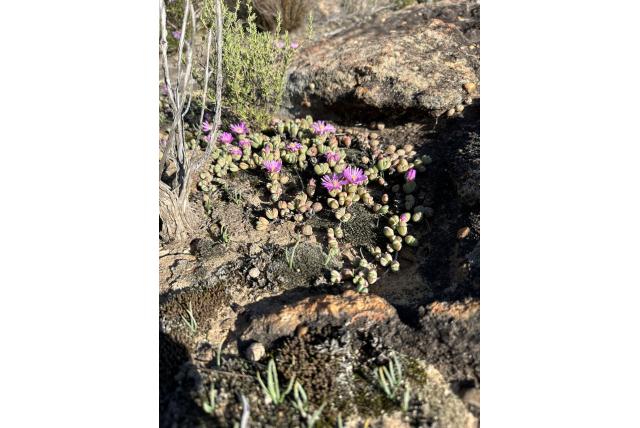 Kralen lampranthus